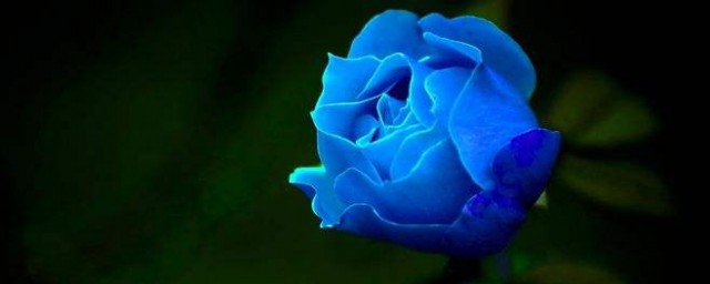 藍色玫瑰代表什麼 藍色玫瑰的寓意