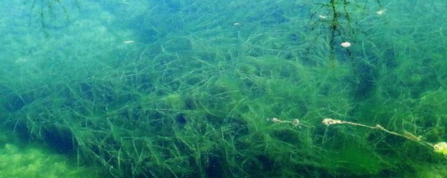 螺旋藻怎麼吃 螺旋藻的吃法
