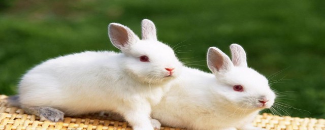 兔子更喜歡吃什麼 兔子最喜歡什麼食物