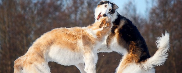 狗狗打架時為什麼經常上嘴咬而不是用爪子撓 狗狗的爪子有何特點