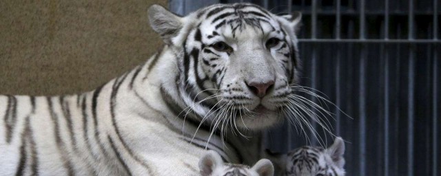 動物園最忙的老虎是怎麼回事 關於動物園最忙的老虎是怎麼回事