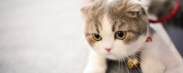 貓砂是什麼 關於貓砂的介紹