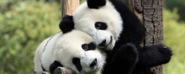 為什麼大熊貓是國寶 大熊貓是國寶的原因