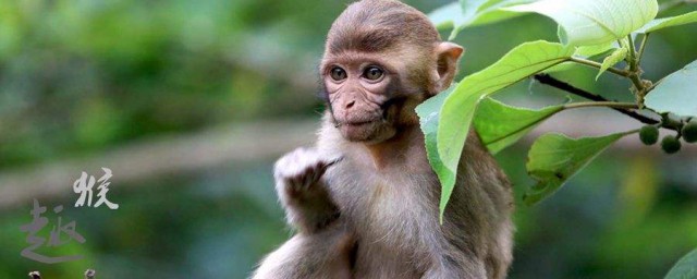 1968年屬猴人是什麼命 1968年猴屬相介紹