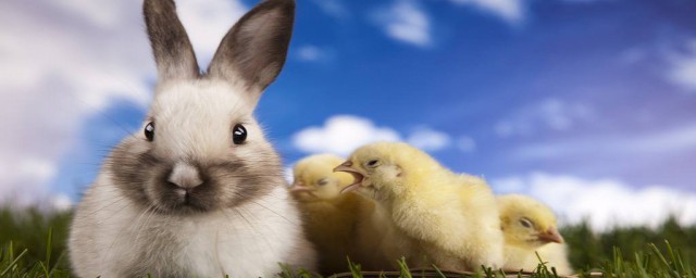 兔和什麼生肖最配 屬兔的和什麼屬相最合適