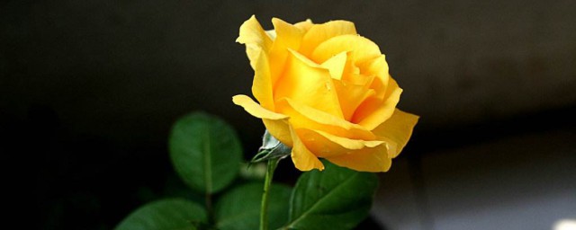 黃玫瑰的花語是什麼意思 黃玫瑰的花語介紹