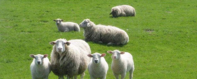 羊和什麼生肖最配 羊最配生肖是什麼