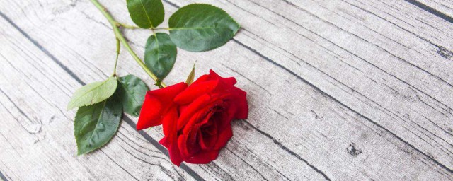 三朵玫瑰代表什麼意思 玫瑰花語