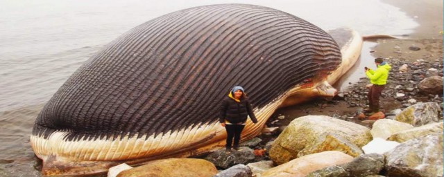世界上最大的動物是什麼 藍鯨簡介