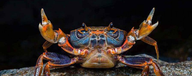 吃不瞭的螃蟹怎麼保存 如何保存螃蟹