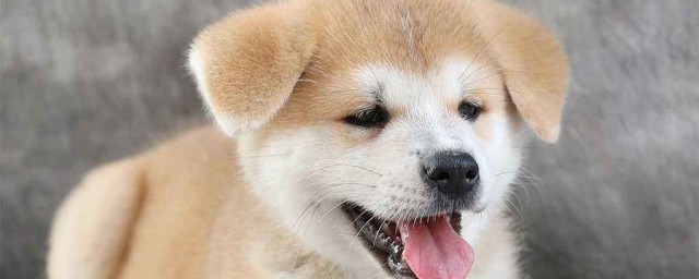 秋田犬多少錢 價格有什麼不同嗎