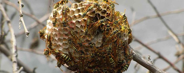 馬蜂窩怎麼形成的 蜂窩的作用是什麼