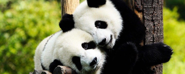大熊貓一級保護動物嗎 熊貓是幾級保護動物