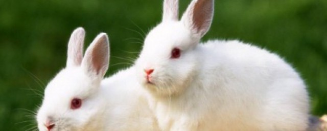 怎麼養很多兔子 怎麼大規模養殖兔子