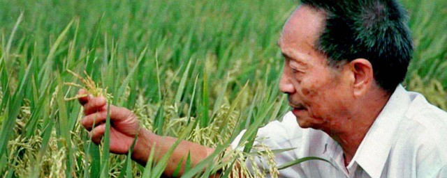 雜交水稻之父是誰 中國雜交水稻開創者介紹