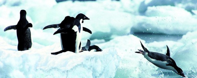 企鵝生活在南極還是北極 企鵝生活地方在哪裡