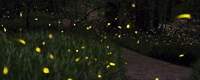 螢火蟲在發光的同時也在發熱嗎 螢火蟲的發光原理