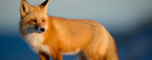 狐貍的拼音聲調 狐貍怎麼讀