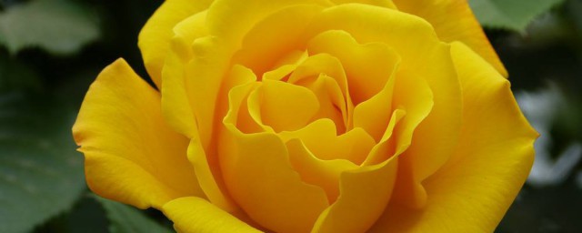送黃玫瑰是什麼意思 送黃玫瑰的含義