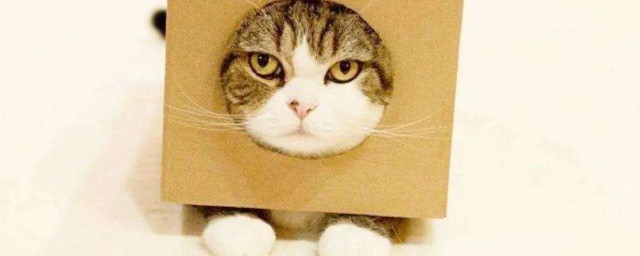 為什麼貓咪能像液體一樣縮在盒子裡 貓的介紹