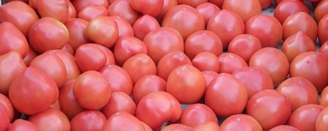 西紅柿和什麼不能一起吃 和哪些食物相克