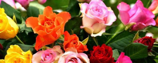 玫瑰顏色的含義 玫瑰的生活習性