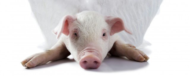 豬肚怎麼洗才幹凈 豬肚的清洗步驟