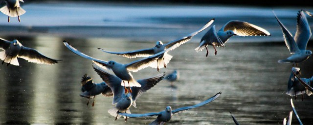 群鳥飛過湖面的動態描寫 這五句寫得很好