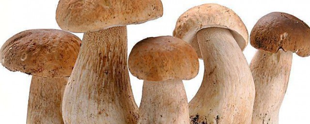 蘑菇和什麼一起炒好吃 蘑菇的炒法