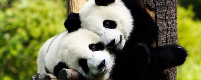 國寶大熊貓的資料 關於國寶大熊貓的簡介