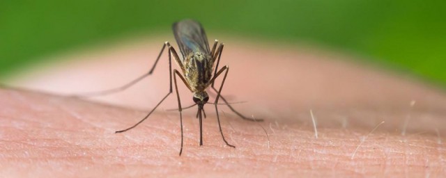 被蚊子叮咬以後為什麼會感覺癢 具體是什麼原因