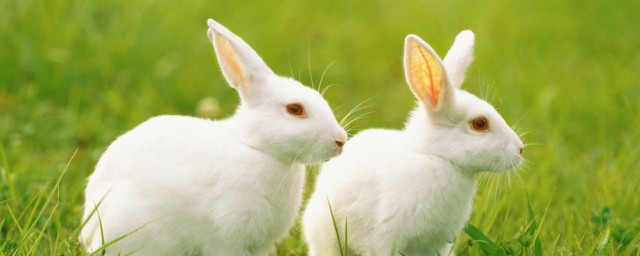 兔子的資料 兔子的資料簡述