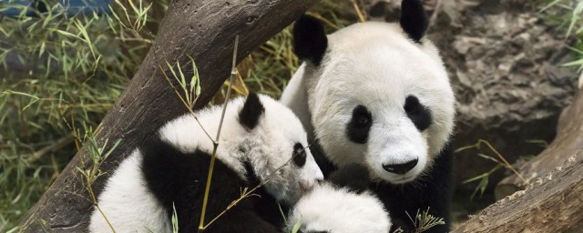 大熊貓資料 國寶大熊貓的基本資料