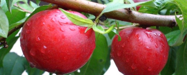 油桃到貨怎麼保存 油桃到貨保存方法
