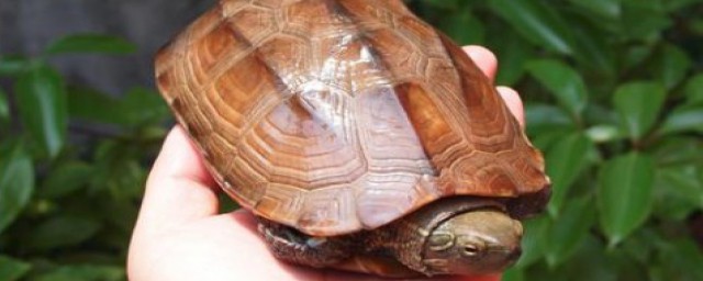 怎麼防止烏龜水臭 烏龜的生活習性