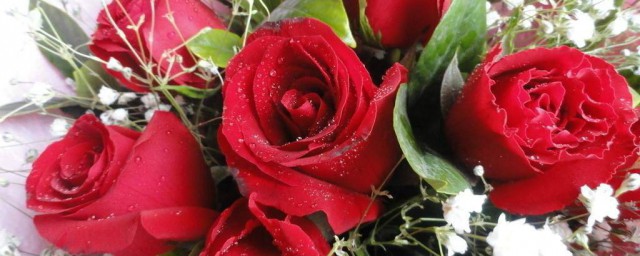 玫瑰花朵數含義 玫瑰花個數字意義是什麼