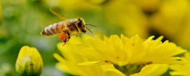 蜜蜂的資料 蜜蜂的資料簡述