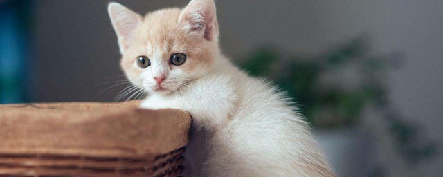 怎麼能防止貓在床上尿 防止貓在床上尿的方法