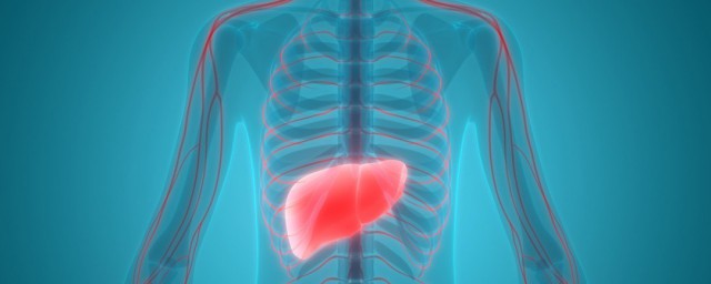肝在什麼位置 如何識別肝臟