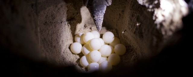 烏龜生蛋什麼兆頭 烏龜生蛋有何表現
