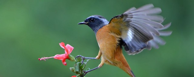早起的鳥兒有蟲吃下一句 關於早起的鳥兒有蟲吃下一句和詳情內容