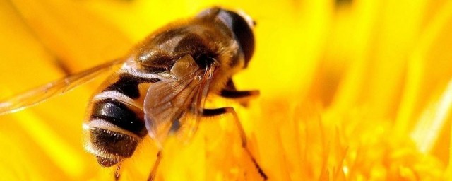 被蜜蜂蟄瞭是好兆頭嗎 被蜜蜂蟄瞭怎麼消腫