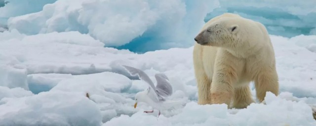 北極有什麼動物 北極的物種很豐富