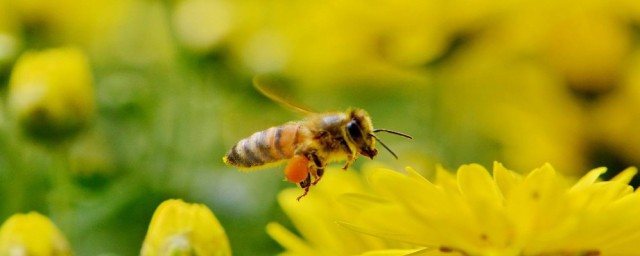 蜜蜂要蜇人怎麼處理 蜜蜂蜇人的處理方法