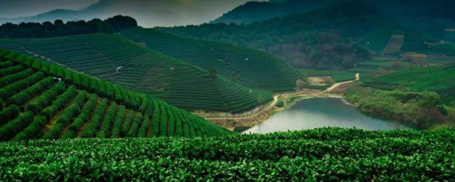 龍井茶的產地是哪裡 龍井茶也叫什麼茶