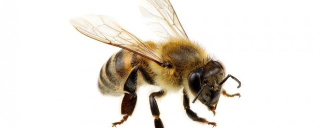被蜂子蟄瞭怎麼辦 蜜蜂有哪些種類