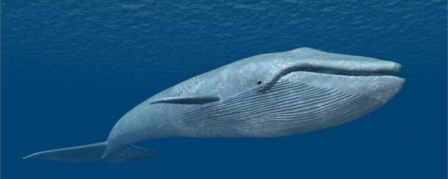 鯨魚是什麼動物 鯨魚的簡介