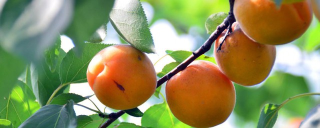 杏的功效與作用及食用方法 杏子對人體的好處