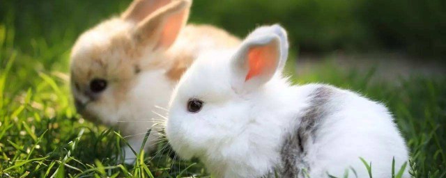 小兔子的資料 小兔子介紹