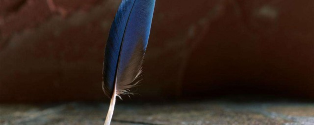 一隻羽毛球上通常有幾根羽毛 是什麼原因呢